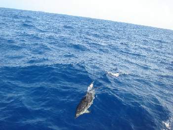 Dolphin to the rescue